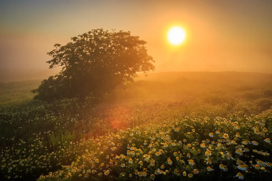Yellow morning flowers and a misty golden sunrise on the Greek I